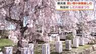 満開のサクラとアート楽しむひととき　越前陶芸村で恒例の「しだれ桜まつり」　2日間で1万5000人が来場　福井
