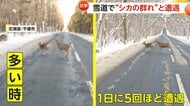 「一日に5回見かけることも」雪道で目の前を次々とシカの群れ「クラクションはパニック誘発の恐れ」　北海道・千歳市