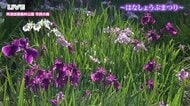 雨の日も美しい「はなしょうぶ」約7万株の花々と幻想的なキャンドルナイト