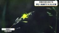 ゲンジボタルの乱舞が告げる初夏の訪れ…奈義町の名義川でホタルが幻想的な光の舞【岡山】