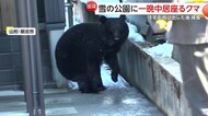「クマ動いた！注意して！」市街地に体長約1mの“成獣”が出没…市街地を闊歩し猟友会など約130人がかりで捕獲　山形・新庄市