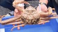 “冬の味覚”ズワイガニ猟が解禁　初物は最高値180万円　水揚げは並み…でもカニ“少子化”　専門家「将来的に資源減」