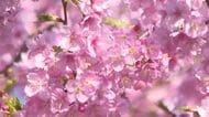 早咲き『河津桜』約20本が見ごろ！ 「ストレス発散になる。楽しい！」 呉市・県民の浜