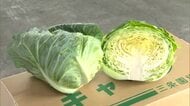 まもなく“春キャベツ”の出荷本格化！小玉傾向も味には太鼓判「やわらかくて甘い」新潟・三条市