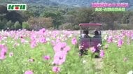 コスモス約1000万本が普賢岳のふもとで咲き誇る かつての土石流被災地を憩いの場にとNPO法人が整備 「癒やしにゆっくり来て見てもらえれば」