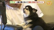 一緒に歌いたい!口笛に反応するワンコ【どうぶつのカンパネラ】静岡・湖西市