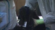 『劣悪な環境』で約1000匹飼育 家宅捜索の犬販売所 1施設を解体・撤去 犬は県外に移送、廃業の意向
