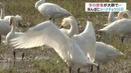冬の使者ハクチョウの飛来…これからピークに 近くの人も見守る