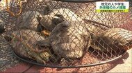 堀のハスを守れ! 佐賀大学の学生がミシシッピアカミミガメを捕獲【佐賀県佐賀市】