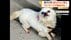 「形が残っとらん」愛犬・チワワの無残な姿に飼い主が涙　“直前”に…