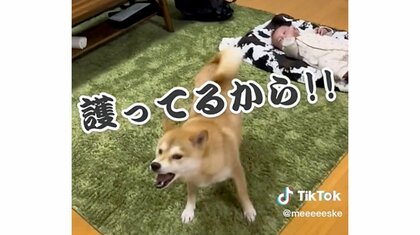 「誰も近寄らないで！！」母親でも威嚇する柴犬が赤ちゃんの“最高最強のSP”　「産んだの私だよ…笑」関係性を聞いた