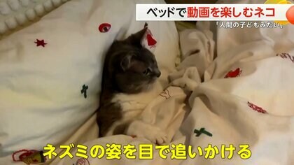 【約400万回再生】枕を背もたれに布団をかぶり、ネズミの動画をじーっ…と見つめるネコ「まるで人間の子ども」と話題に