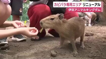 「てちてちしていてかわいい」カピバラ専用エリアがリニューアル　赤ちゃんから大人まで35頭が大集合　伊豆アニマルキングダム