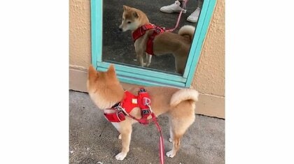 「お手本のような二度見」鏡の中の“自分”に気づいた豆柴の反応がかわいい…鏡は初めてだったのか飼い主に聞いた