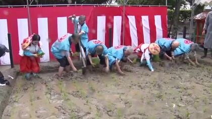 住吉神社で五穀豊穣を祈る「御田植祭」　巫女らが早乙女姿で苗を植える　福岡市