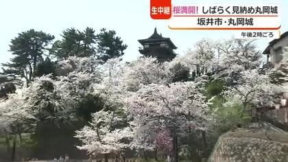 ＜中継＞満開のサクラが白い“霞”のよう…浮かぶ天守「丸岡城」　ゆるキャラ「坂井ほや丸」やこの週末限定スイーツも登場　福井