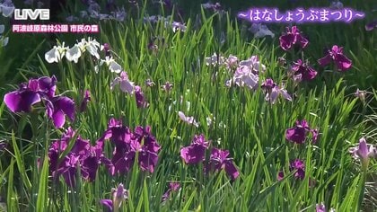 雨の日も美しい「はなしょうぶ」約7万株の花々と幻想的なキャンドルナイト