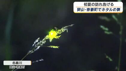 ゲンジボタルの乱舞が告げる初夏の訪れ…奈義町の名義川でホタルが幻想的な光の舞【岡山】