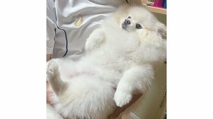 どんなに騒いでいても？抱っこされると途端にポメラニアンが“無の表情”…どうしてこうなるのか飼い主に聞いた