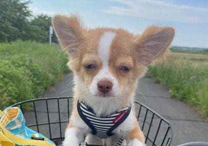 「もっとお散歩したかった…」“帰るよ”と言われた時のチワワの絶望感がすごい…毎回こんな表情? 飼い主に聞いた