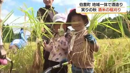 「実りの秋」皆生温泉の旅館と地域が協力「オリジナル日本酒」の原料米を稲刈り（鳥取・伯耆町）