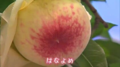 原油や農業用資材高騰の影響も…温室栽培のモモの収穫が勝央町で始まる　約１００玉を出荷【岡山】