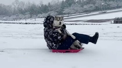 「あれ？」ハスキー犬とやりたかった“犬ゾリ”がまさかの“相乗り”に…どうしてこうなったのか飼い主に聞いた