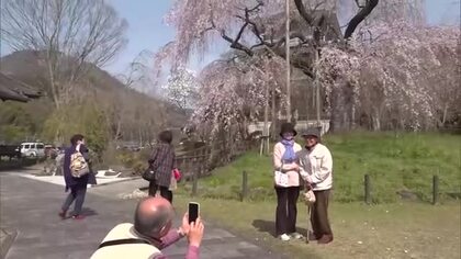 樹齢は約300年　五ヶ瀬町の浄専寺　しだれ桜が満開に