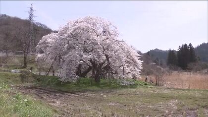 会津の田園風景に力強く咲き誇る　「石部桜」が満開に　樹齢650年のエドヒガン　福島・会津若松市　