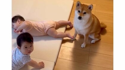 「いてっ。足当たったけど、、」赤ちゃんに何度蹴られても気にしない？双子を子守する“お姉ちゃん”柴犬の日常が優しい
