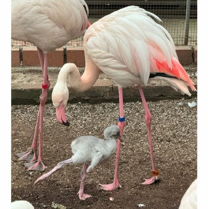 フラミンゴが子育て奮闘中！成鳥はピンク色なのになぜヒナは“灰色