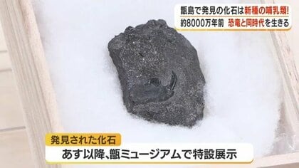 沖縄県産　哺乳類のは化石 鹿児島・下甑島で発掘の化石が新種と判明 約8000万年前の哺乳類