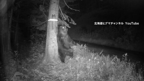 栃木の小学校近くで「クマに襲われた」　相次ぐのは専門家「エサ探しと繁殖期」　環境省が「胸模様」で個体数を調査