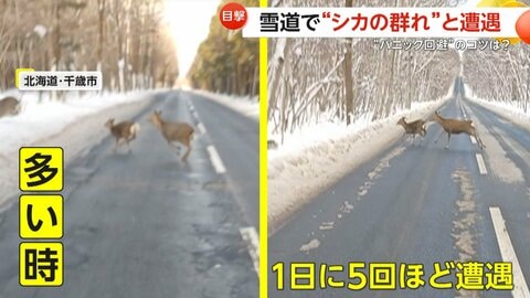 「一日に5回見かけることも」雪道で目の前を次々とシカの群れ「クラクションはパニック誘発の恐れ」　北海道・千歳市