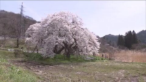 会津の田園風景に力強く咲き誇る　「石部桜」が満開に　樹齢650年のエドヒガン　福島・会津若松市　