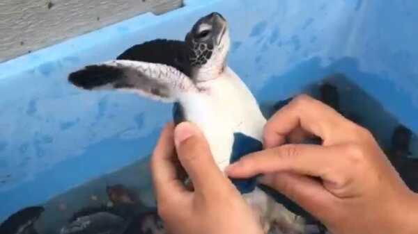 両手上げときますね ブラッシングしやすいように気を遣ってくれる子ウミガメが可愛い Fnnプライムオンライン