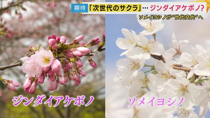 「ジンダイアケボノ」と「ソメイヨシノ」