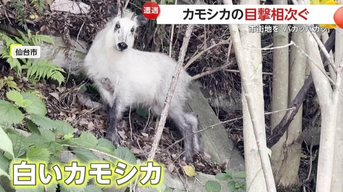 取材班の目の前に現れたのは珍しい白いカモシカ