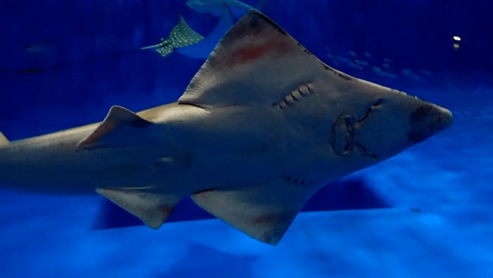“ウラ側”を見ると、確かにエイ?(提供:かごしま水族館)