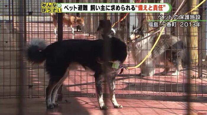 東日本大震災のペット保護施設(福島県)