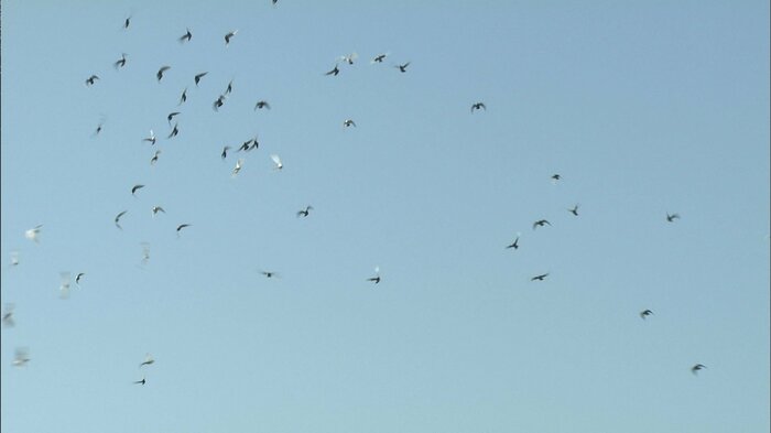 一斉に放たれる約130羽の白鳩