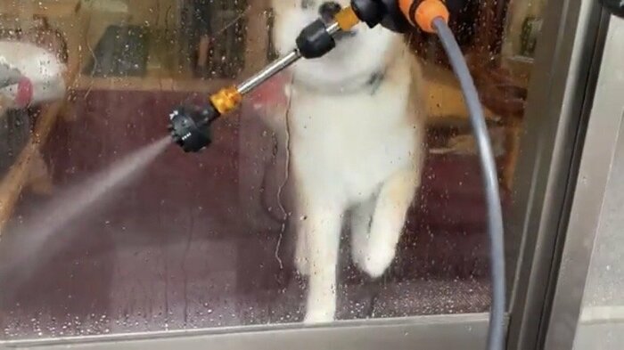 動くものが気になる…