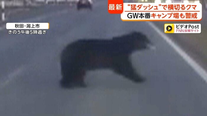 道路を横切るクマ