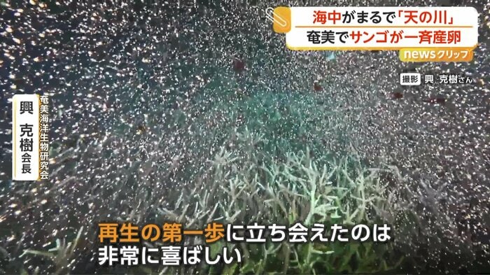 海中を舞っていた無数の卵
