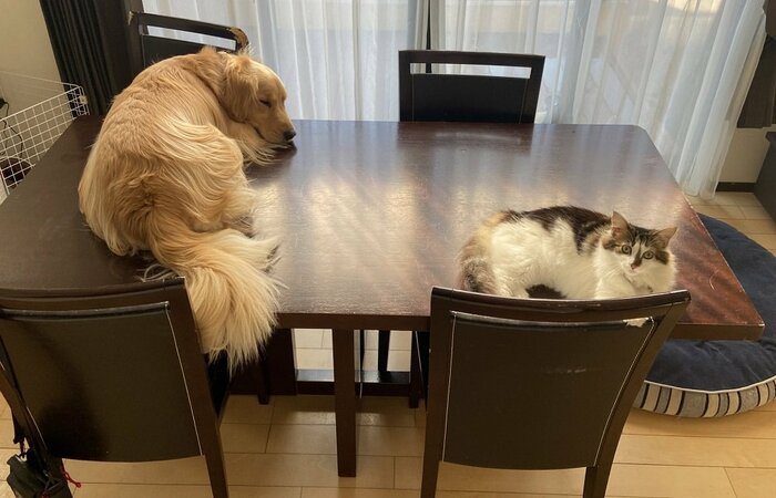猫のさんちゃん(右)のマネをしている