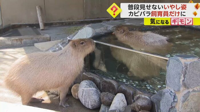 温泉に浸かるカピバラを見つめる、別のカピバラ