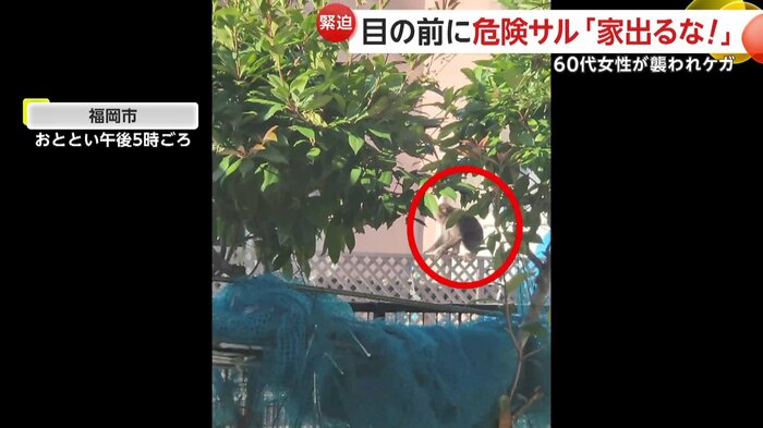 家の周りの柵を歩くサル(FNN投稿サイト「ビデオPost」)