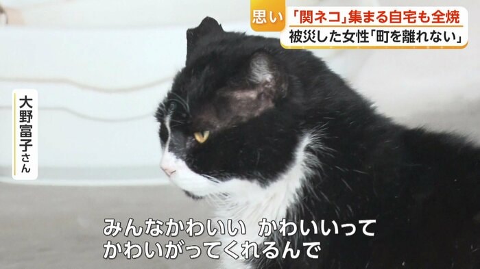 「関ねこ」のアゴハチ
