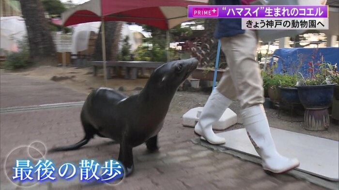 飼育員たちと最後の散歩