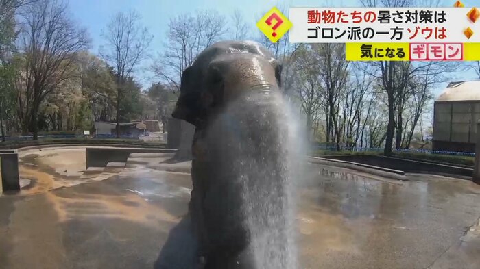 起き上がるアジアゾウのフー子(茶臼山動物園)